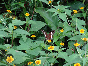 %_tempFileName135%20Mariposa%20en%20Melampodium%