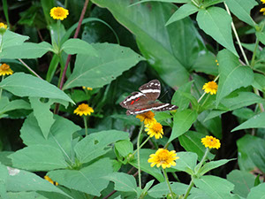 %_tempFileName136%20Mariposa%20en%20Melampodium%