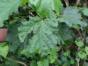 %_tempFileName139%20Herbivoria%20en%20Hampea%