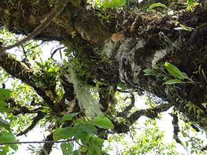 %_tempFileName14%20Plantas%20epifitas%
