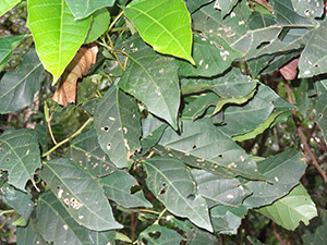 %_tempFileName141%20Herbivoria%20en%20Alchornea%