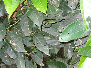%_tempFileName142%20Herbivoria%20en%20Alchornea%