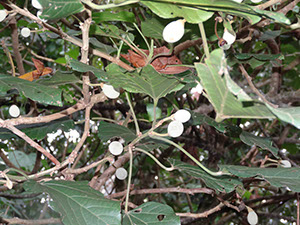 %_tempFileName143%20Fruots%20de%20Hampea%