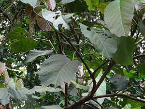 %_tempFileName144%20Herbivoria%20en%20Alchornea%