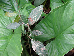 %_tempFileName146%20Minador%20en%20Desmodium%