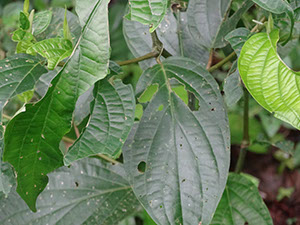 %_tempFileName148%20Herbivoria%20en%20Piper%