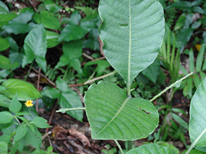 %_tempFileName149%20Herbivoria%20en%20Psichotrya%