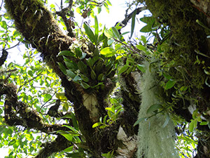 %_tempFileName15%20Plantas%20epifitas%