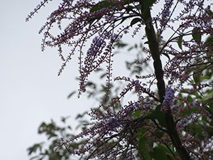 %_tempFileName151%20Flores%20Citharexylum%