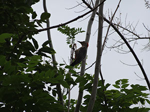 %_tempFileName152%20Pajaro%20carpintero%