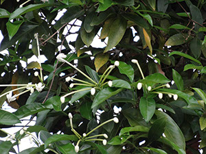 %_tempFileName153%20Flores%20de%20Posoqueria%