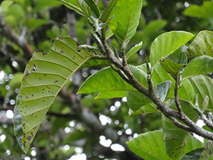 %_tempFileName154%20Herbivoria%20en%20Poulsenia%