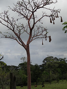 %_tempFileName156%20Nidos%20de%20oropendola%