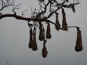 %_tempFileName157%20Nidos%20de%20oropendola%