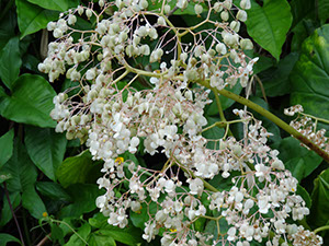 %_tempFileName158%20Flores%20masculinas%20de%20Begonia%