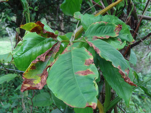%_tempFileName165%20Hongos%20necrotrofos%20en%20Syngonium%