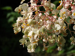 %_tempFileName167%20polinizador%20en%20Begonia%