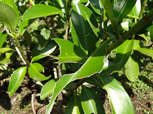 %_tempFileName170%20Herbivoria%20de%20Clusia%