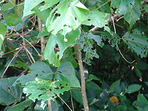 %_tempFileName177%20Herbivoria%20en%20Erythrina%