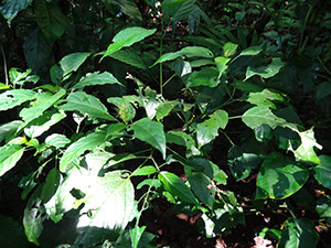 %_tempFileName181Herbivoria%20en%20Schaueria%