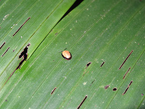 %_tempFileName182%20Calyptocephala%