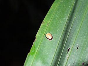 %_tempFileName183%20%20Calyptocephala%
