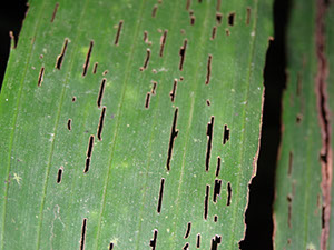 %_tempFileName184%20Herbivoria%20por%20Calyptocephala%