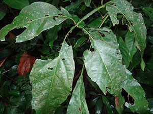 %_tempFileName185%20Herbivoria%20en%20Paullinia%