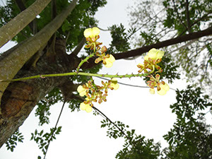 %_tempFileName19%20Orquidea%20epifita%