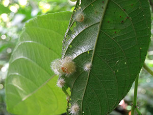 %_tempFileName190%20Agallas%20en%20Acalypha%