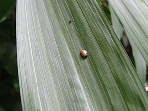 %_tempFileName191%20Calyptocephala%