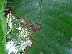 %_tempFileName195%20Herbivoria%20en%20Poulsenia%