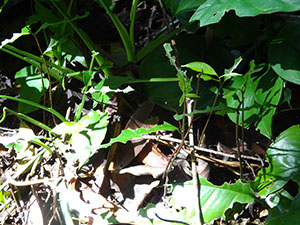 %_tempFileName197%20Herbivoria%20por%20arrieras%