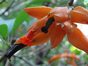 %_tempFileName202%20Flor%20polinizada%