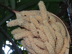 %_tempFileName203%20Inflorescencia%20de%20Astrocaryum%