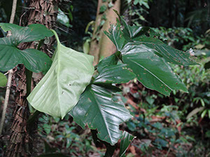 %_tempFileName205%20Herbivoria%20en%20Syngonium%