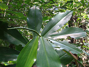 %_tempFileName208%20Herbivoria%20en%20Costus%