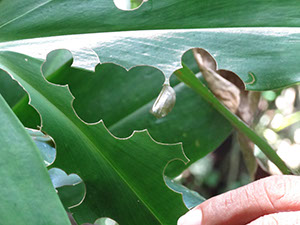 %_tempFileName209%20Herbivoria%20en%20Costus%