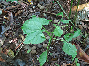 %_tempFileName212%20Herbivoria%20en%20Omphalea%