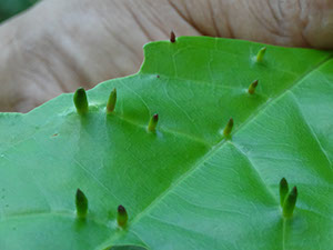 %_tempFileName221%20Agallas%20en%20Molineria%