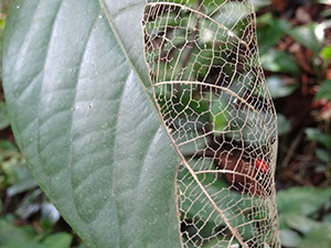 %_tempFileName227%20Herbivoria%20en%20Plukenetia%