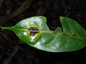 %_tempFileName23%20Mancha%20foliar%20en%20Nectandra%20%