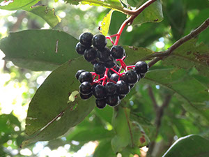 %_tempFileName235%20Frutos%20de%20Ardisia%