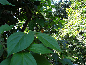 %_tempFileName237%20Mariposa%20tigre%