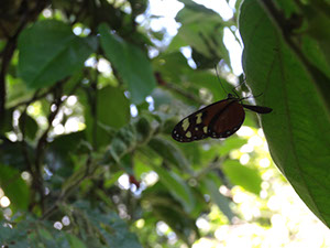 %_tempFileName238%20Mariposa%20tigre%