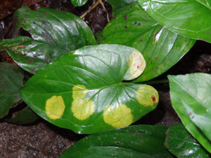 %_tempFileName24%20Manchas%20cloroticas%20en%20Syngonium%