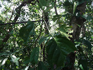 %_tempFileName240%20herbivoria%20en%20Capparidastrum%