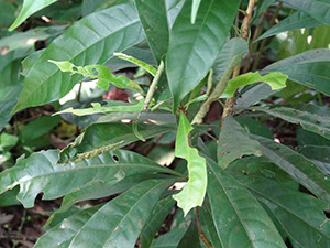 %_tempFileName241%20Herbivoria%20en%20Amphitecna%
