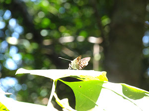 %_tempFileName242%20Mariposa%20de%20Croton%