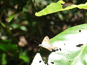 %_tempFileName243%20Mariposa%20de%20Croton%